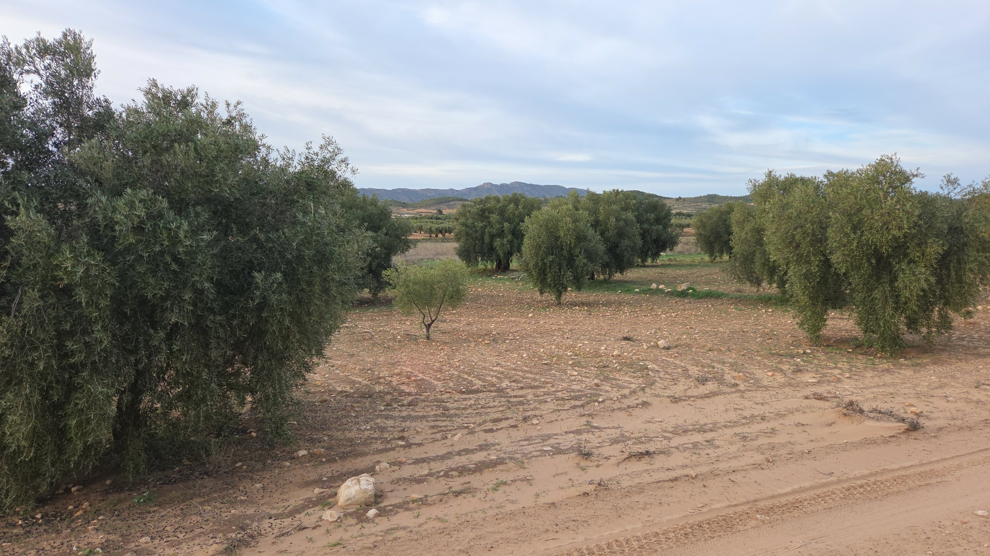 Land In Jumilla, Spain (13.701 M² Plot)