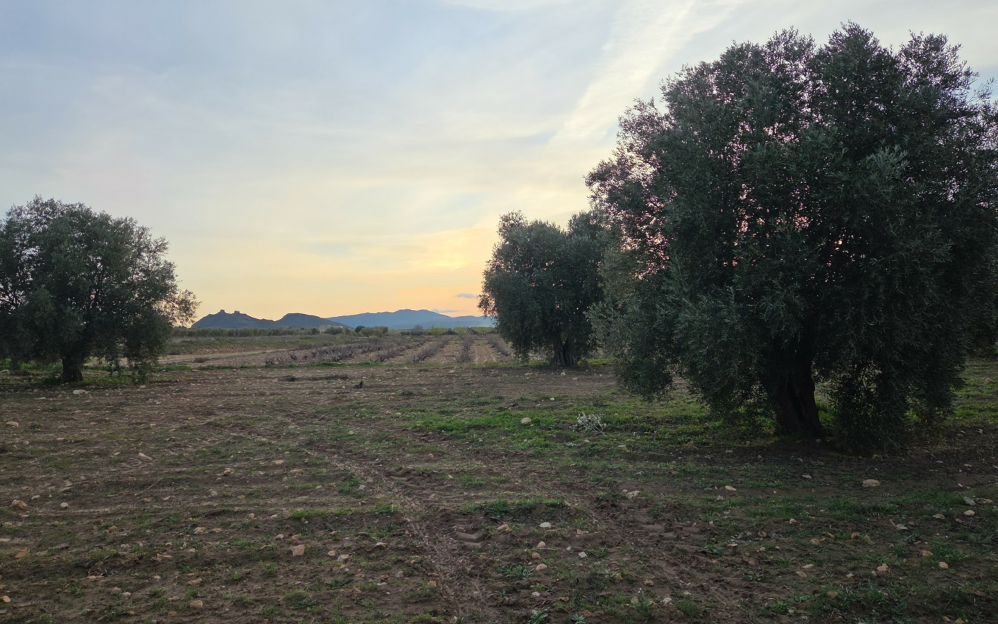 Land In Jumilla, Spain (13.701 M² Plot)