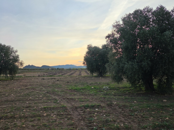 Land In Jumilla, Spain (13.701 M² Plot)