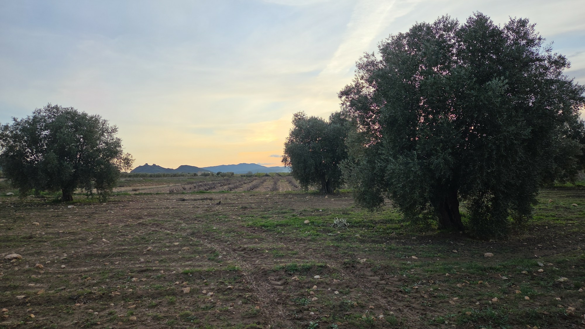 Land In Jumilla, Spain (13.701 M² Plot)
