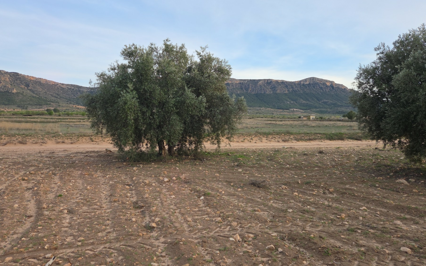 Land In Jumilla, Spain (13.701 M² Plot)