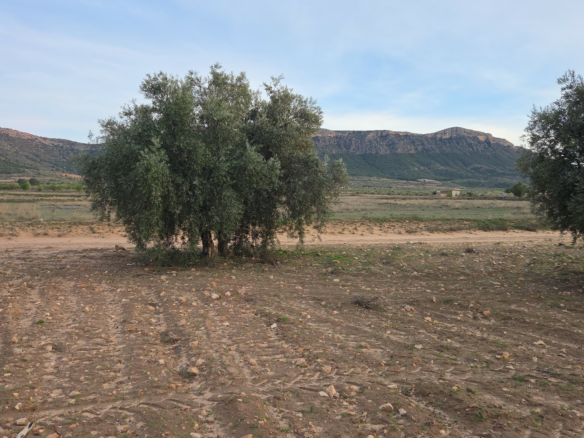 Land In Jumilla, Spain (13.701 M² Plot)