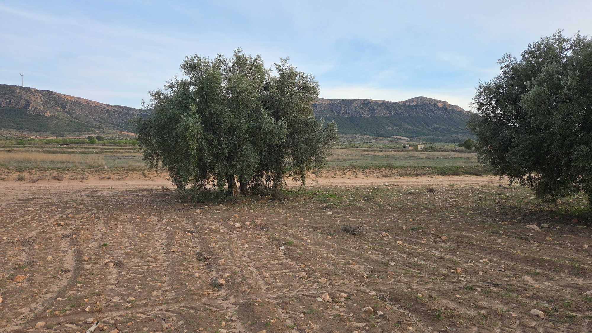 Land In Jumilla, Spain (13.701 M² Plot)