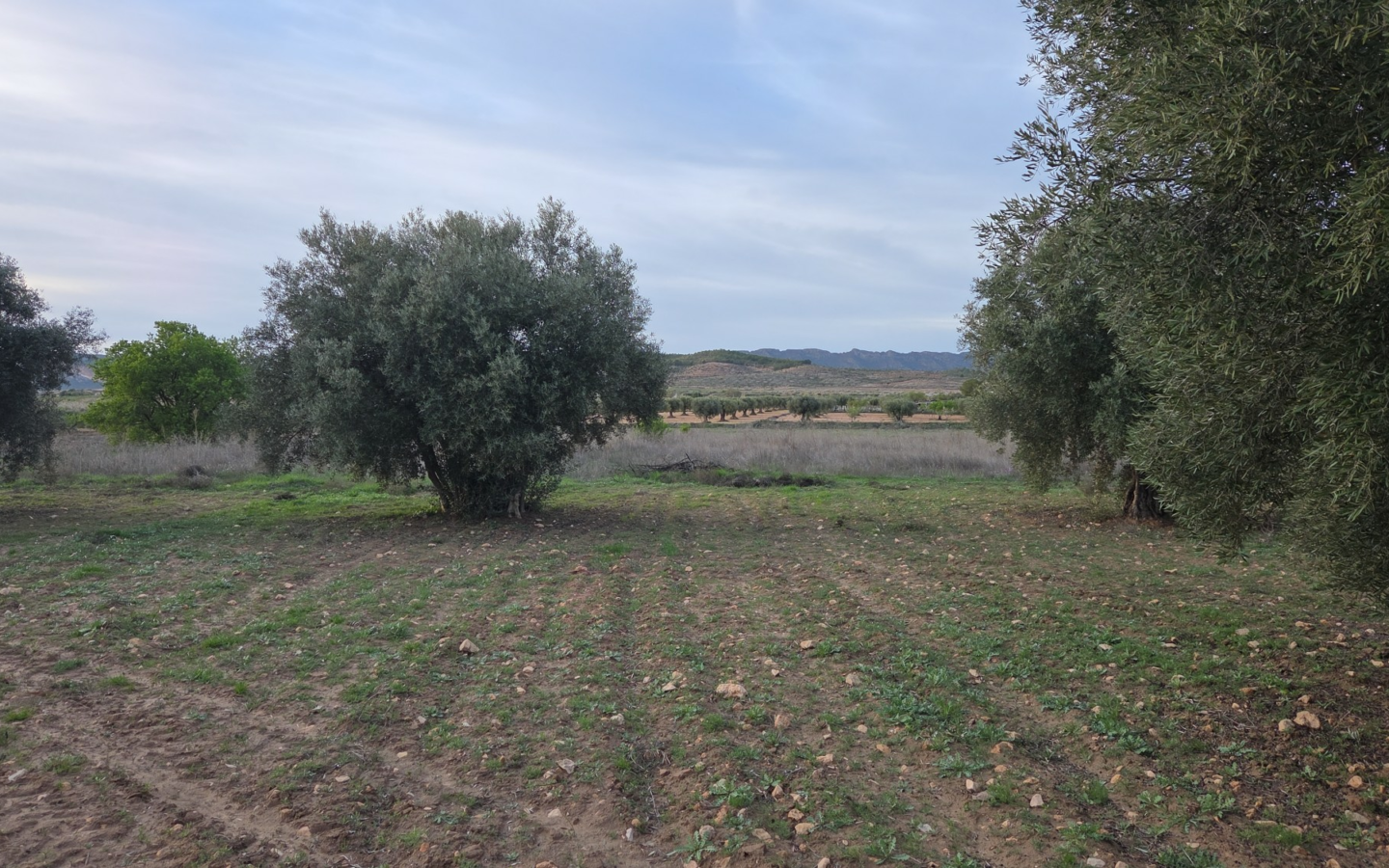 Land In Jumilla, Spain (13.701 M² Plot)