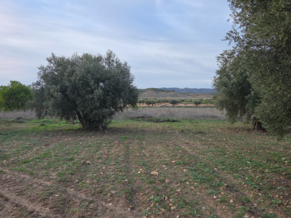 Land In Jumilla, Spain (13.701 M² Plot)