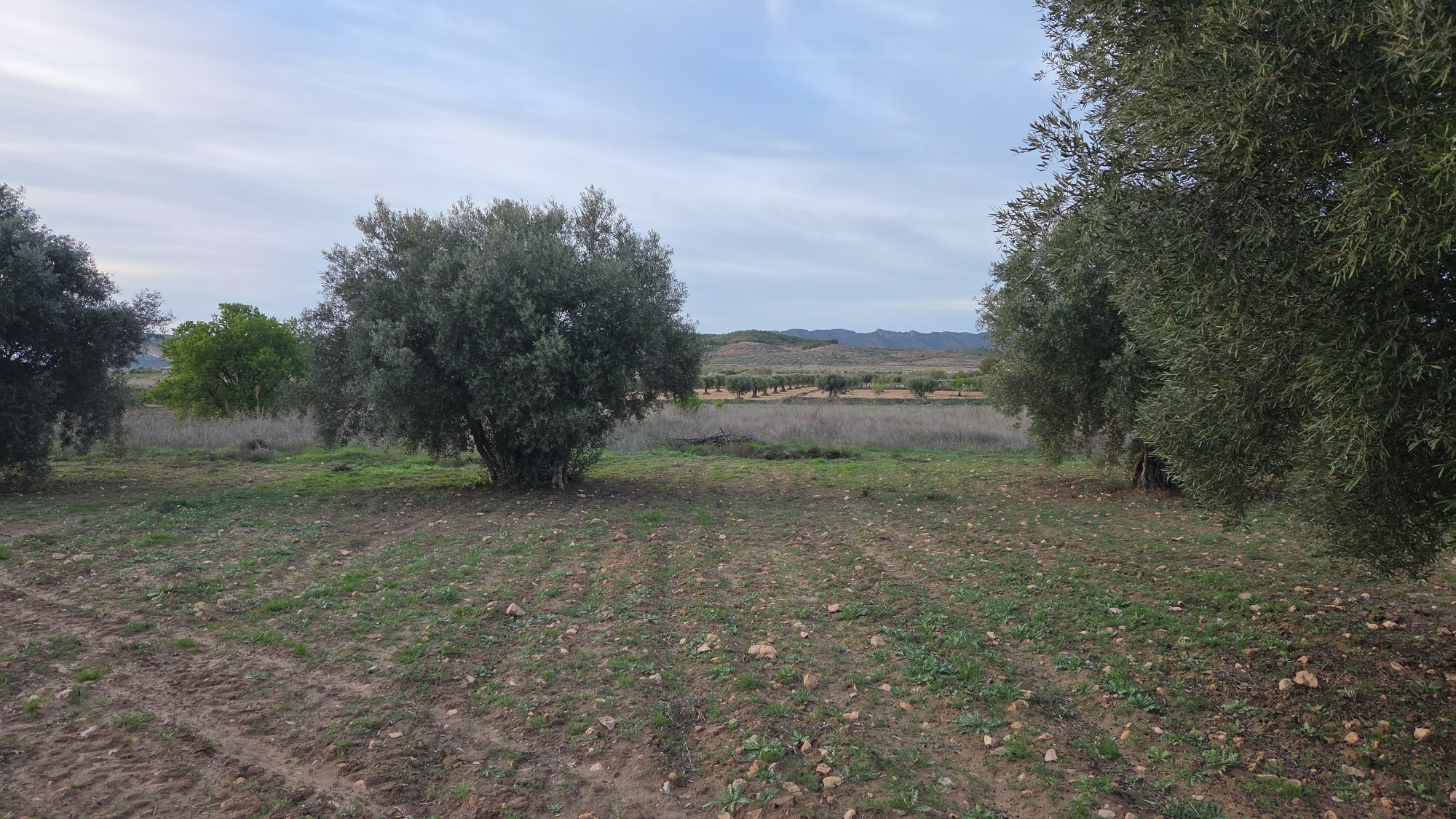 Land In Jumilla, Spain (13.701 M² Plot)