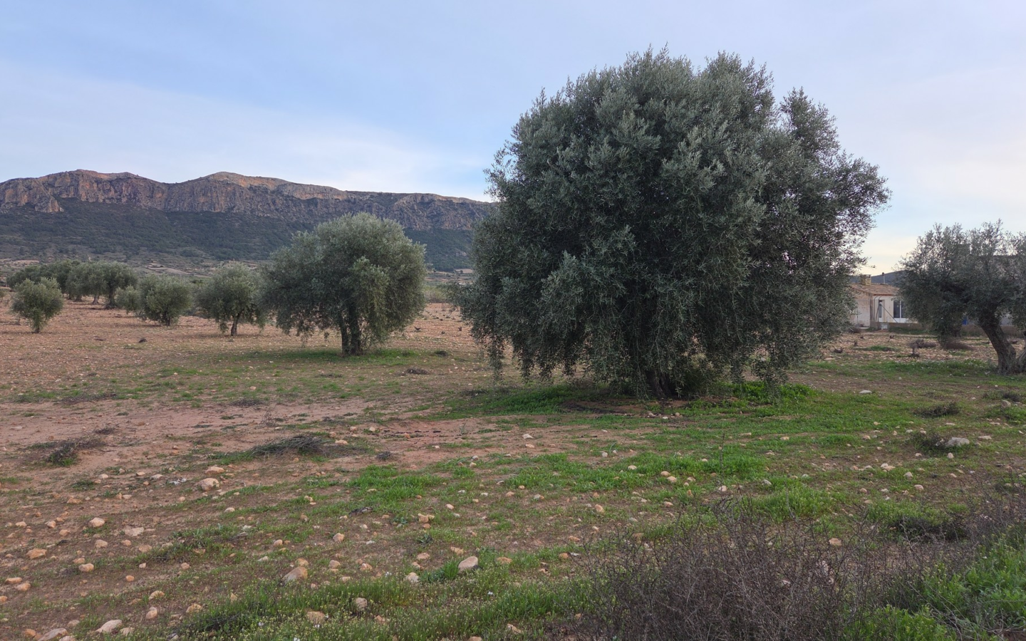 Land In Jumilla, Spain (7.733 M² Plot)