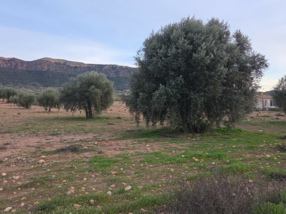 Land In Jumilla, Spain (7.733 M² Plot)