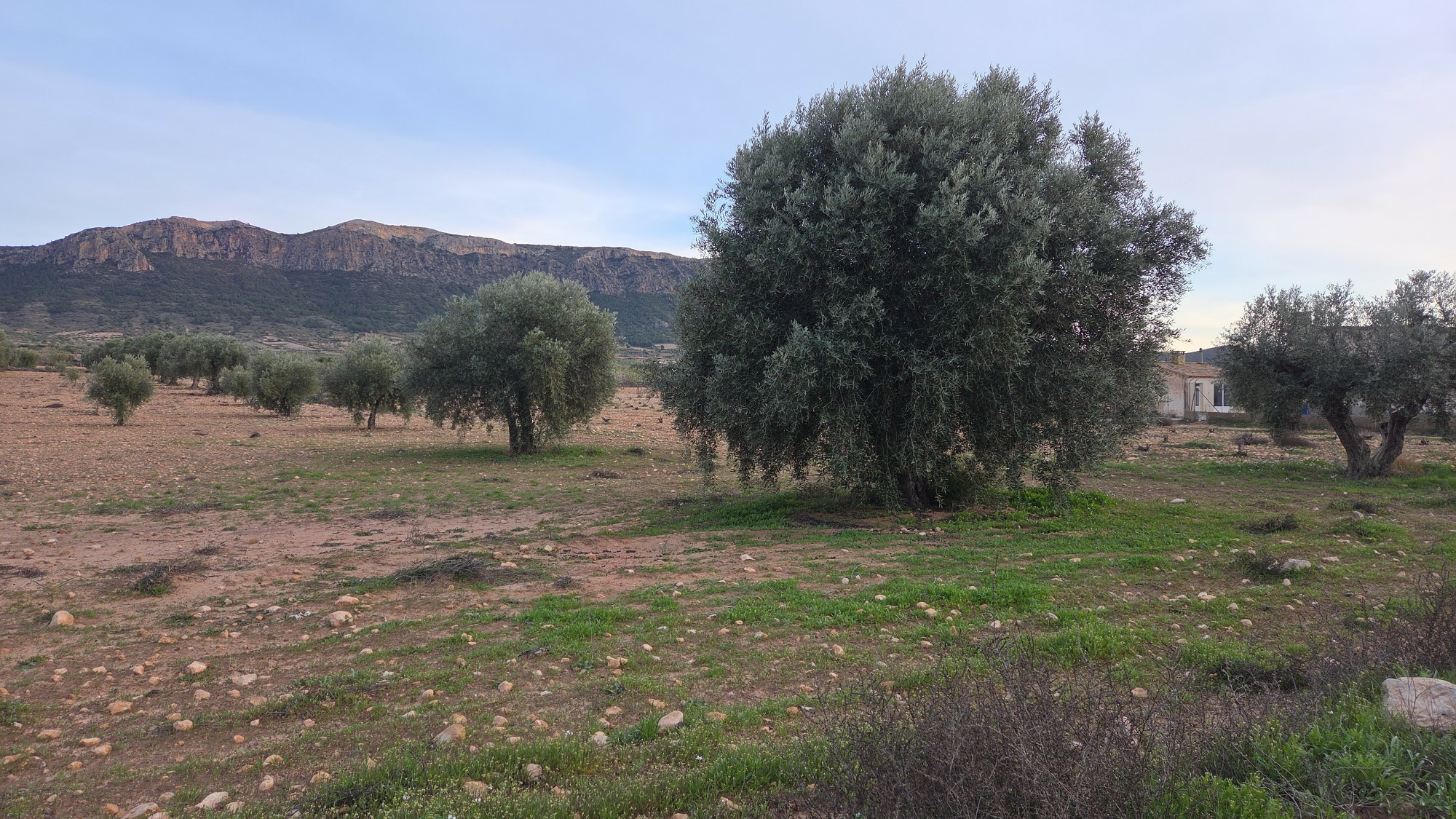 Land In Jumilla, Spain (7.733 M² Plot)