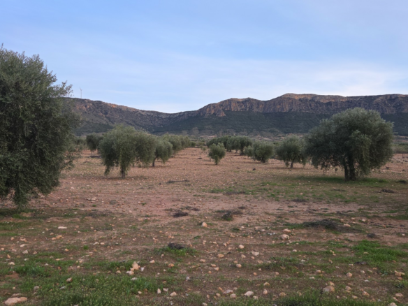 Land In Jumilla, Spain (7.733 M² Plot)