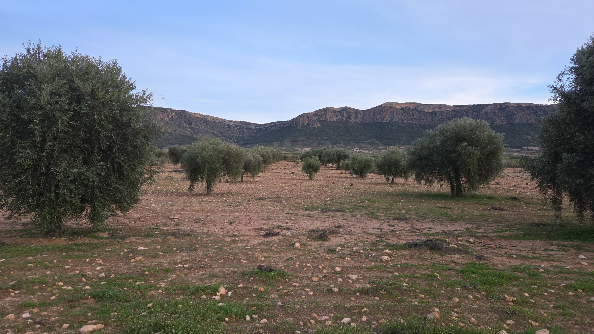 Land In Jumilla, Spain (7.733 M² Plot)