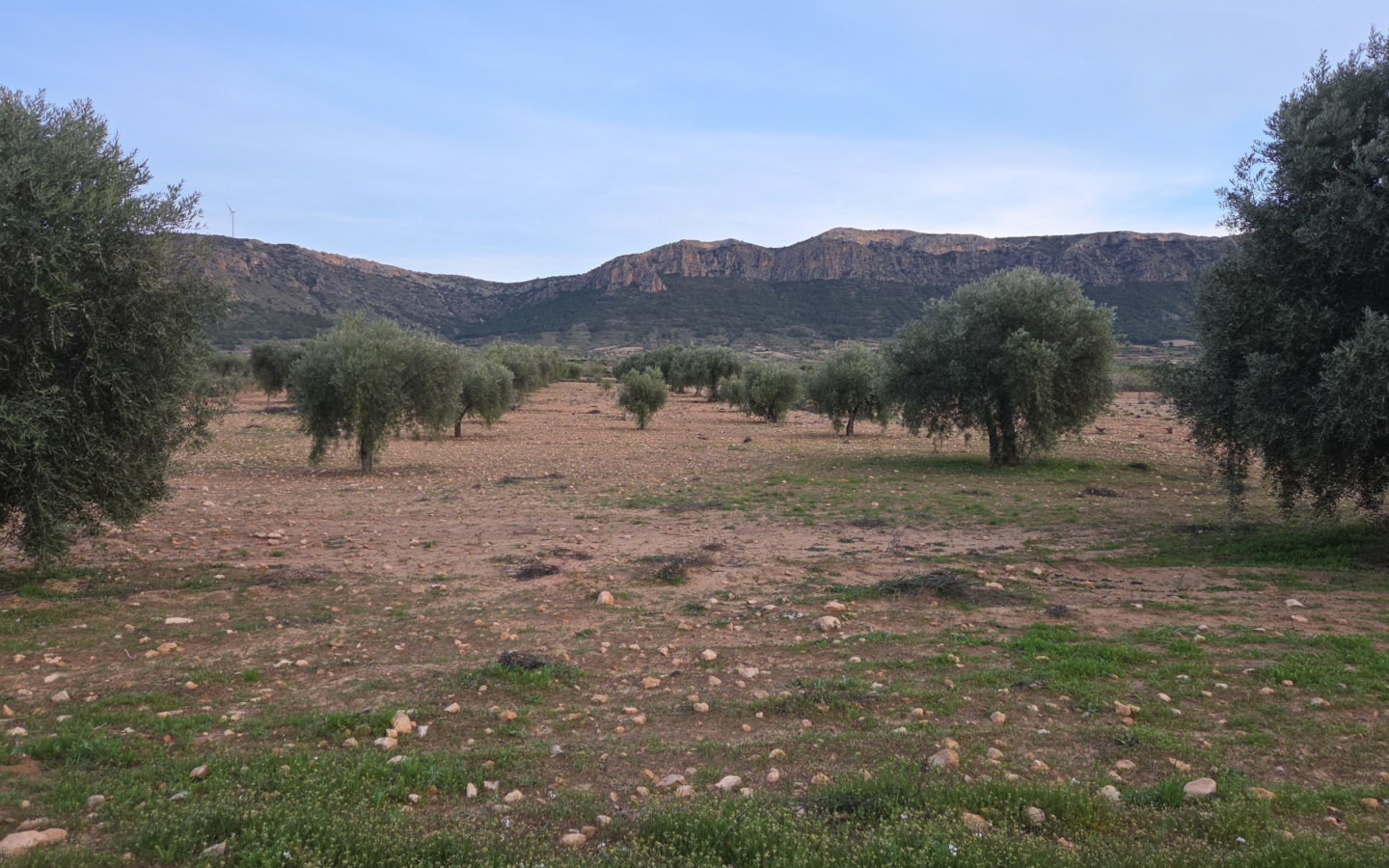 Land In Jumilla, Spain (7.733 M² Plot)