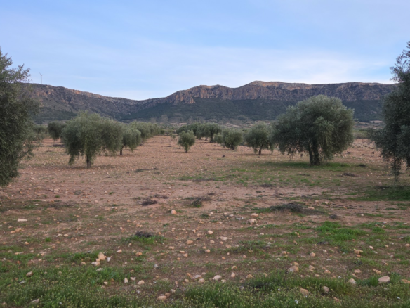 Land In Jumilla, Spain (7.733 M² Plot)