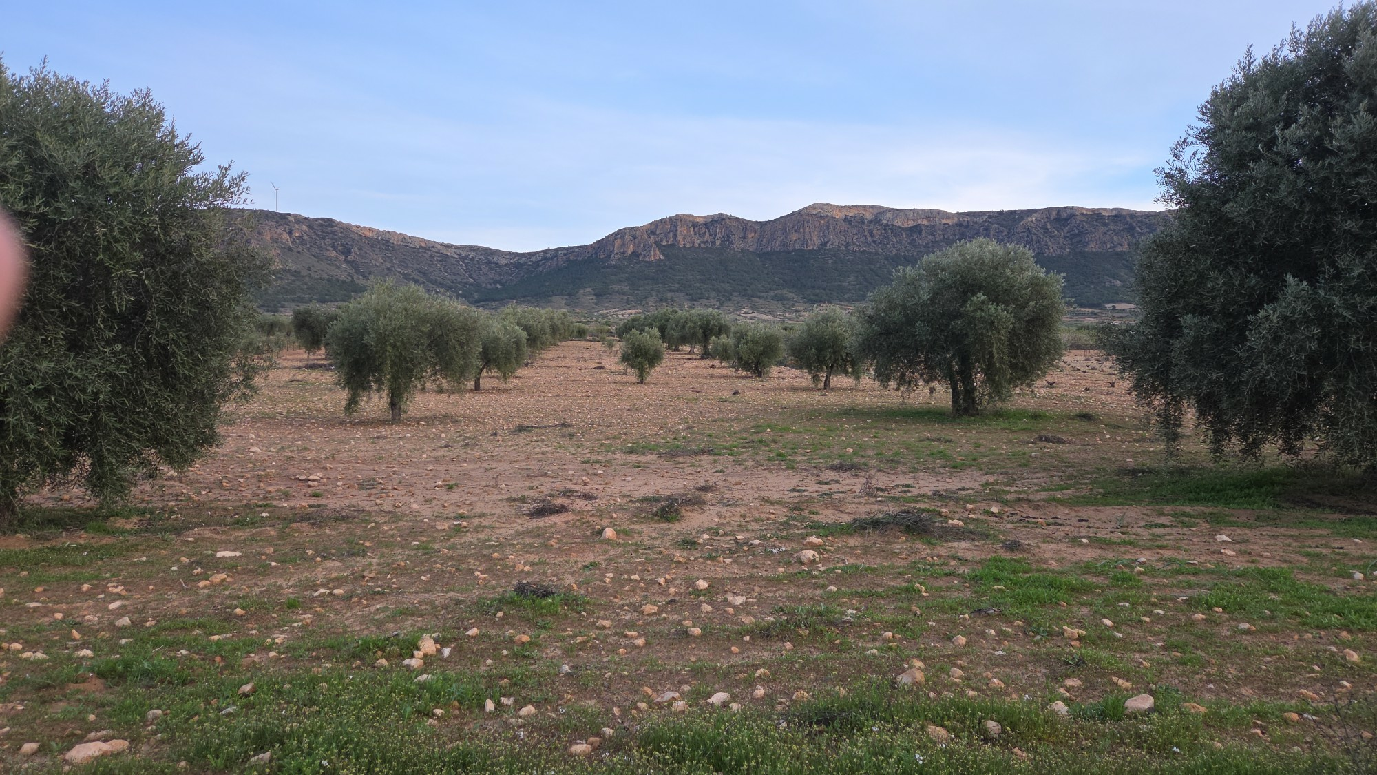 Land In Jumilla, Spain (7.733 M² Plot)