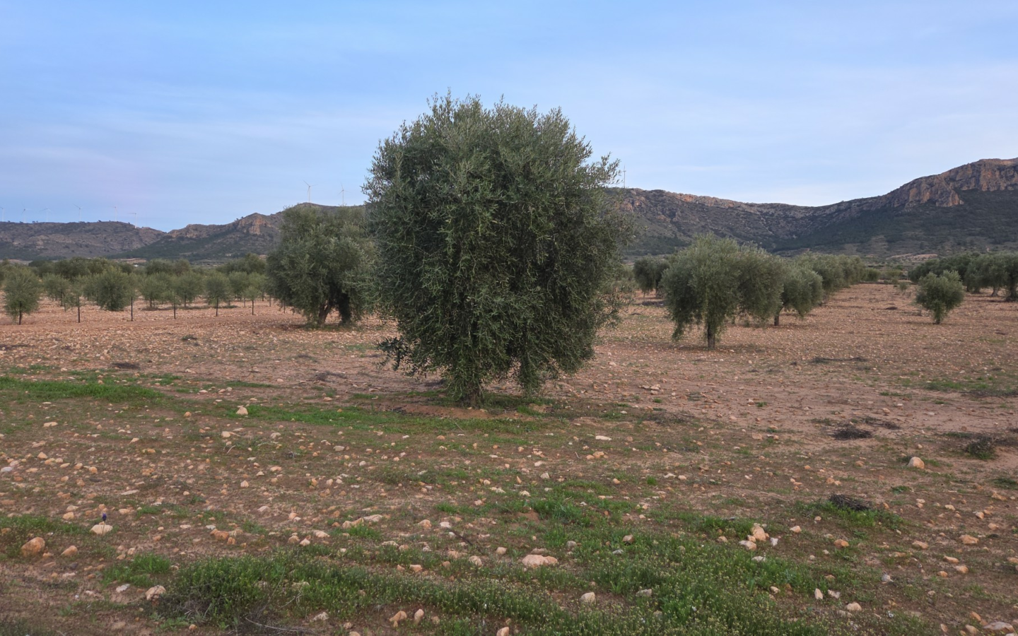 Land In Jumilla, Spain (7.733 M² Plot)