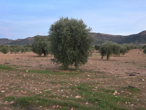 Land In Jumilla, Spain (7.733 M² Plot)