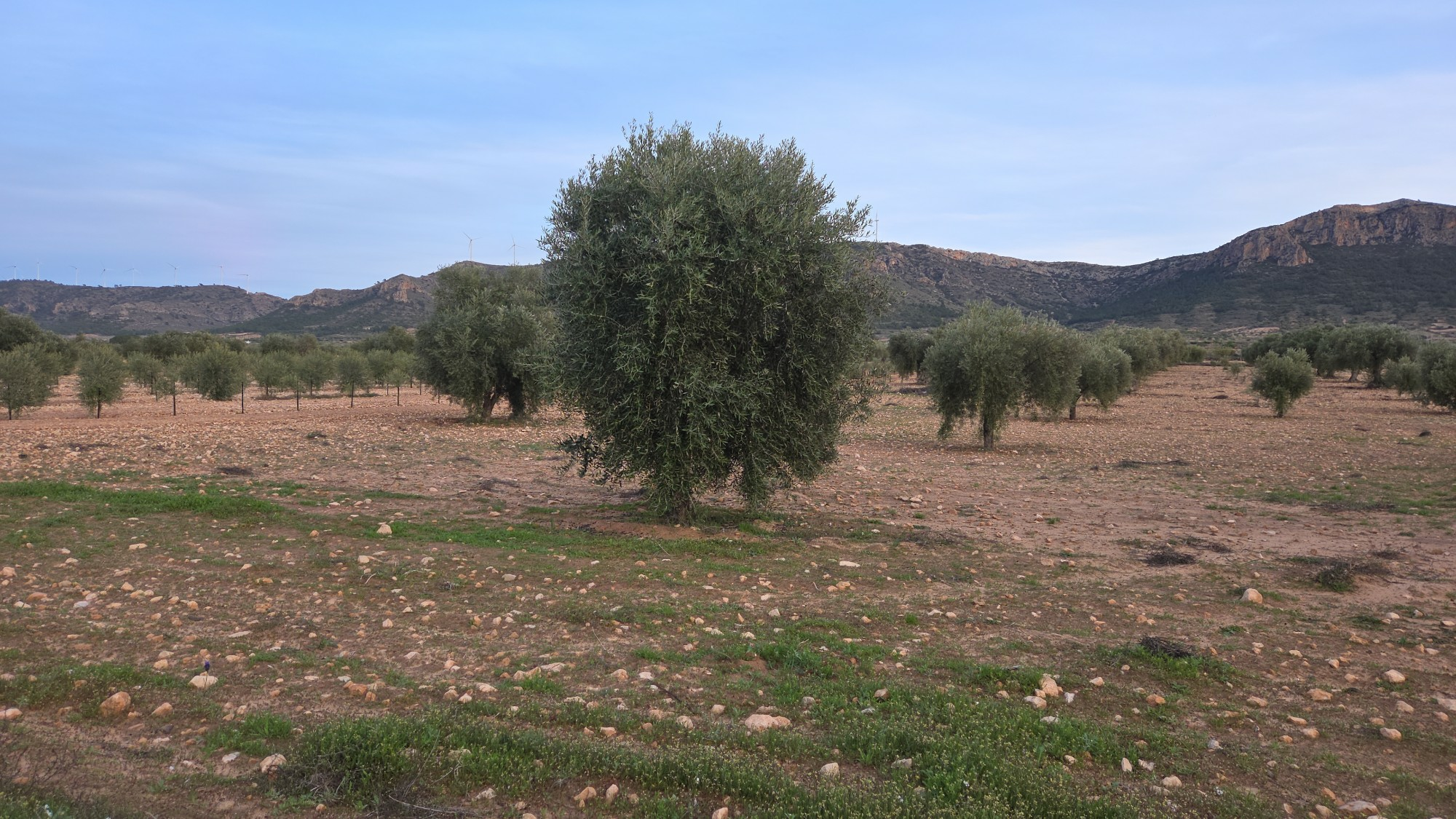 Land In Jumilla, Spain (7.733 M² Plot)
