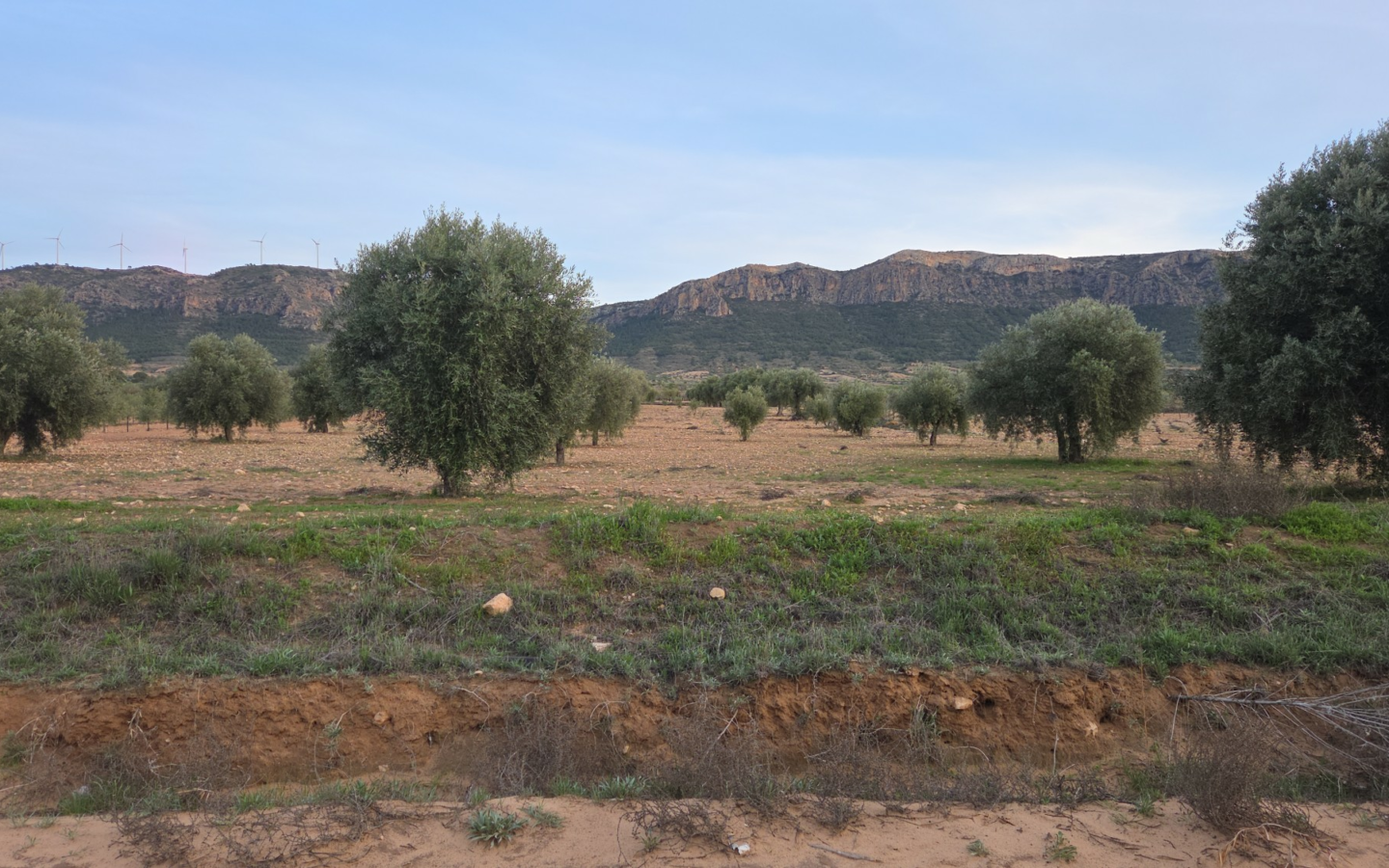 Land In Jumilla, Spain (7.733 M² Plot)