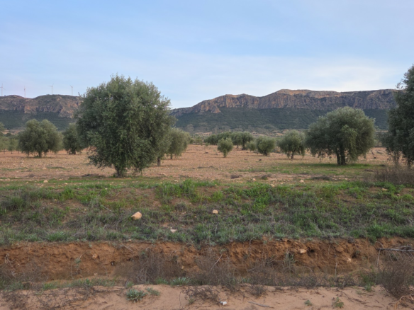 Land In Jumilla, Spain (7.733 M² Plot)