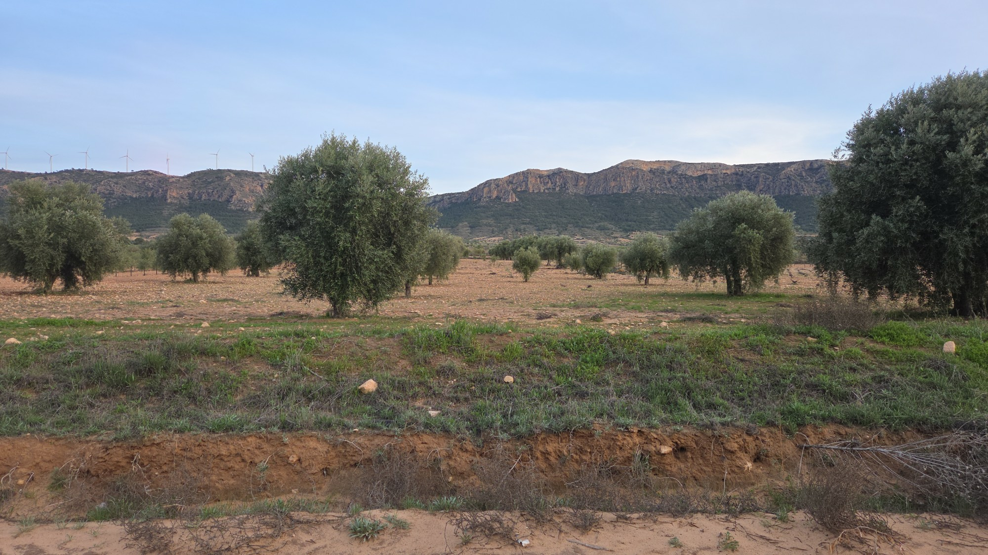 Land In Jumilla, Spain (7.733 M² Plot)