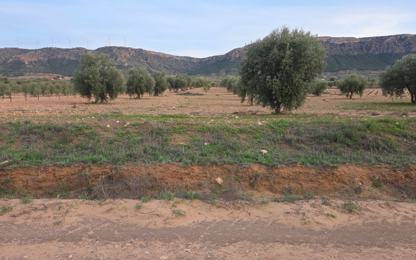 Land In Jumilla, Spain (7.733 M² Plot)