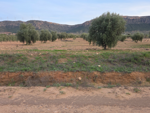 Land In Jumilla, Spain (7.733 M² Plot)