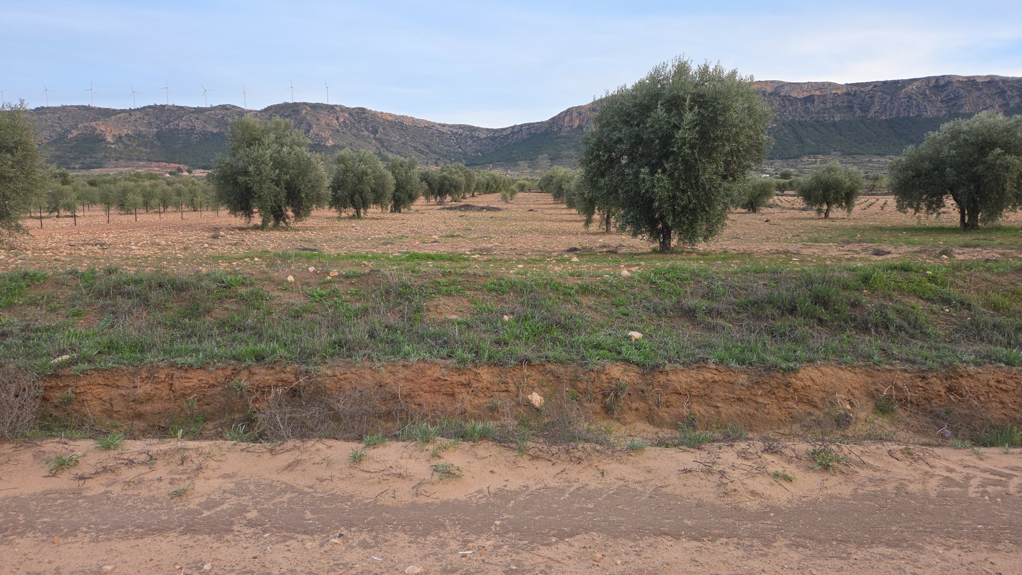 Land In Jumilla, Spain (7.733 M² Plot)