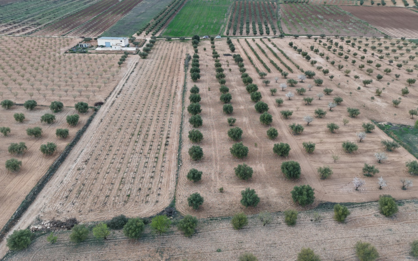 Land In Jumilla, Spain (7.733 M² Plot)