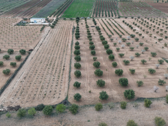 Land In Jumilla, Spain (7.733 M² Plot)