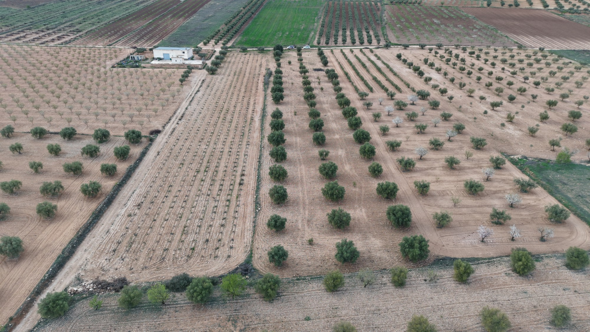 Land In Jumilla, Spain (7.733 M² Plot)