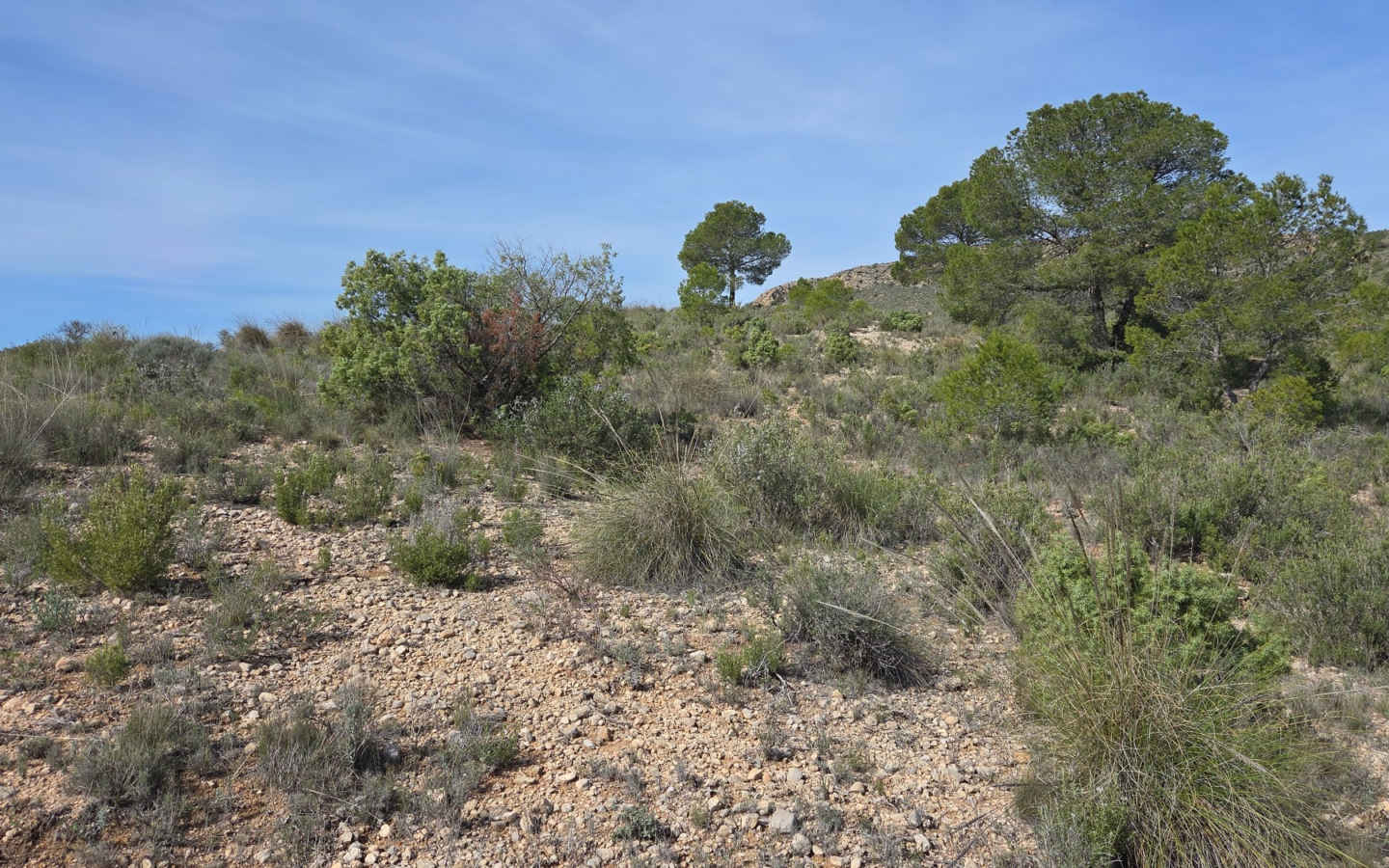 Land In Yecla, Spain (27.385 M² Plot)
