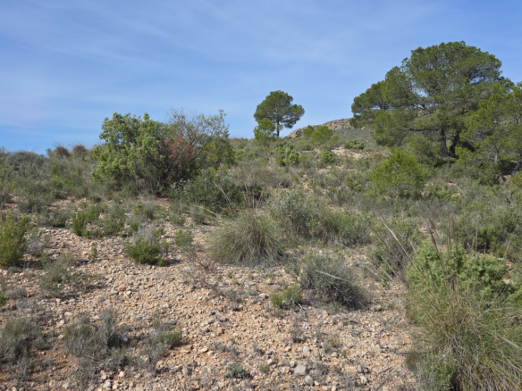 Land In Yecla, Spain (27.385 M² Plot)
