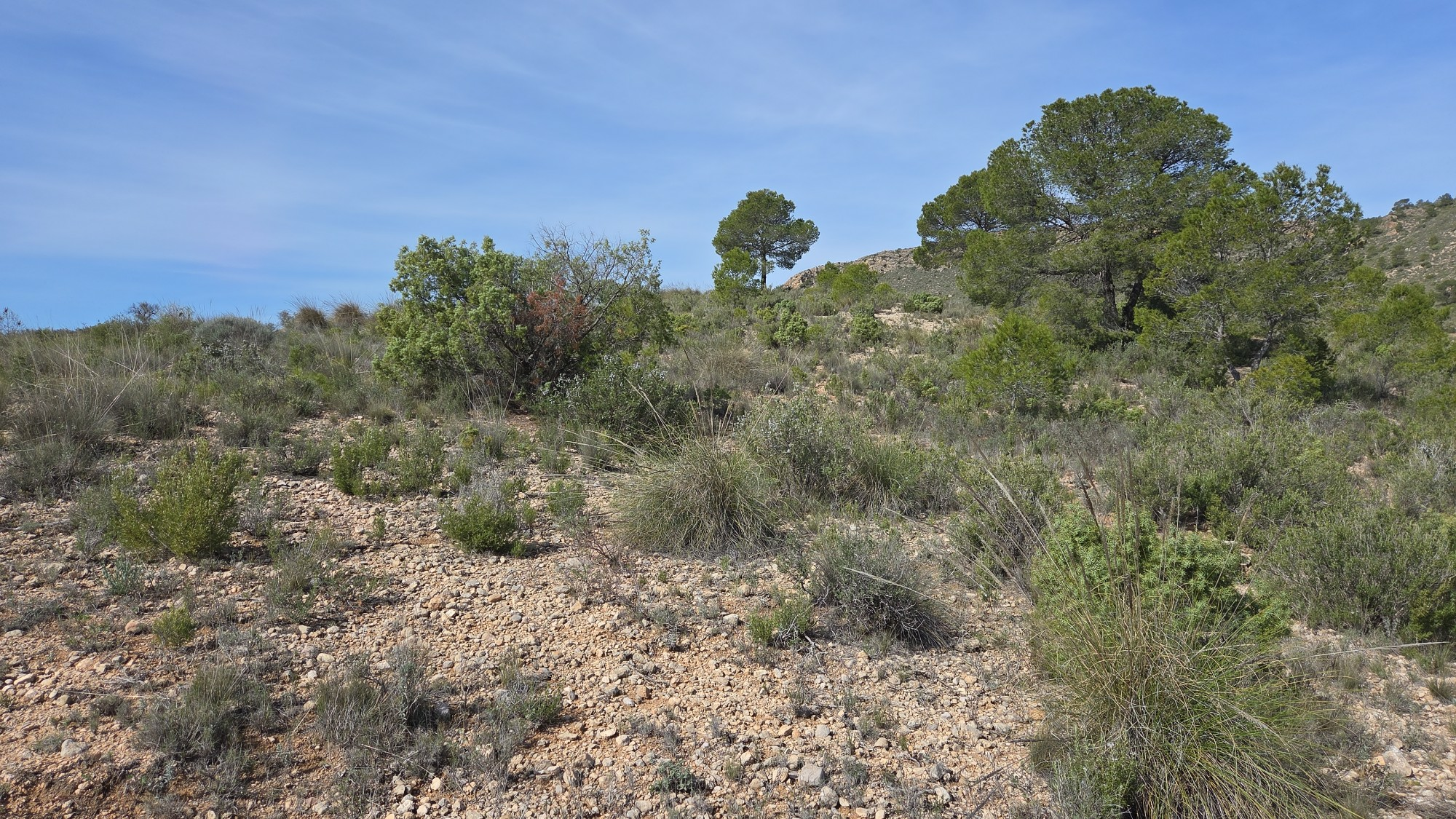Land In Yecla, Spain (27.385 M² Plot)