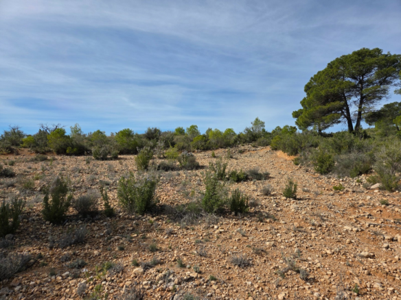 Land In Yecla, Spain (27.385 M² Plot)