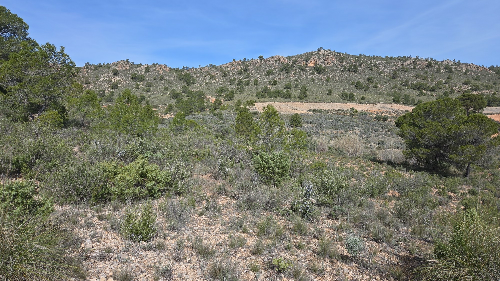 Land In Yecla, Spain (27.385 M² Plot)