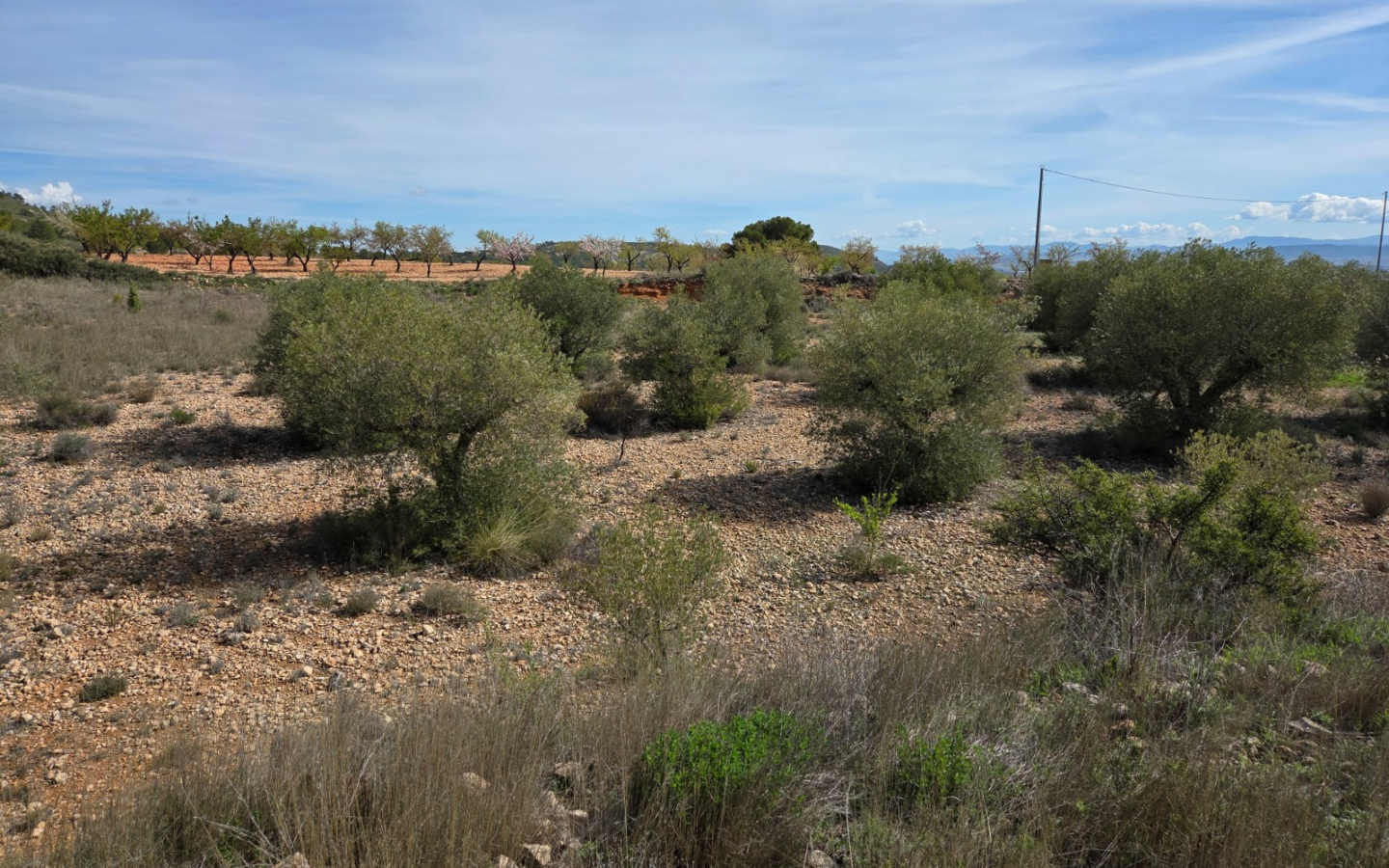 Land In Yecla, Spain (27.385 M² Plot)