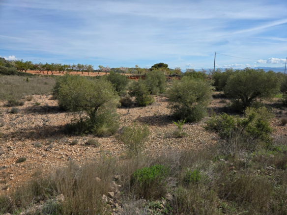 Land In Yecla, Spain (27.385 M² Plot)