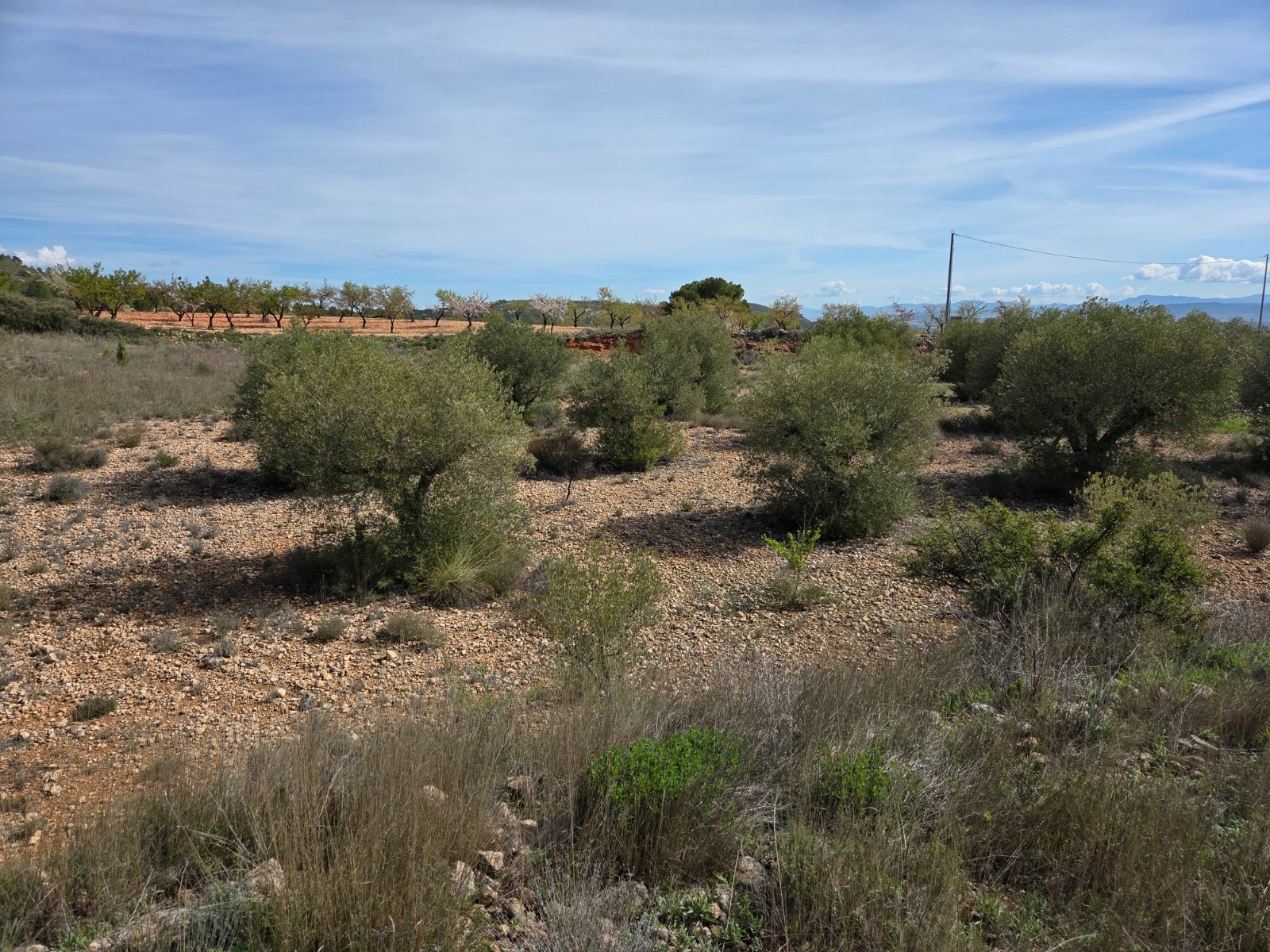 Land In Yecla, Spain (27.385 M² Plot)