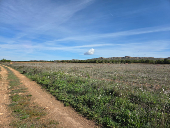 Land In Yecla, Spain (29.940 M² Plot)