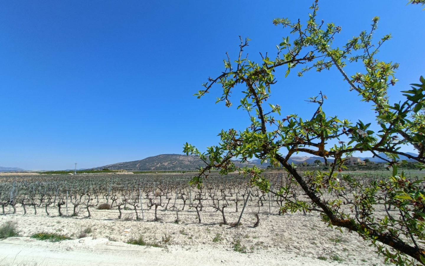 3-bedroom Detached Villa In Pinoso, Spain (150 M²)