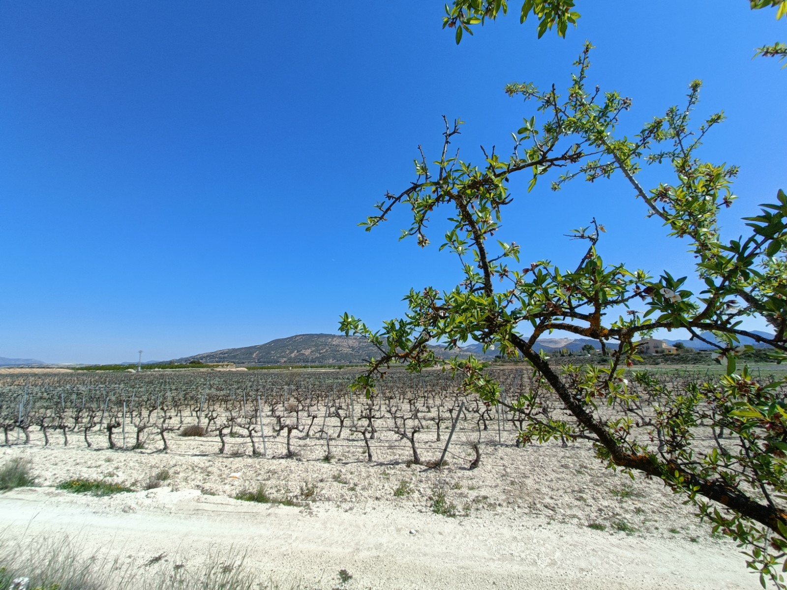 o_1jmb30qtg1lkh1brq1iqk19ve1hg91u-cf0b98 3-bedroom Detached Villa In Pinoso, Spain (150 M²)