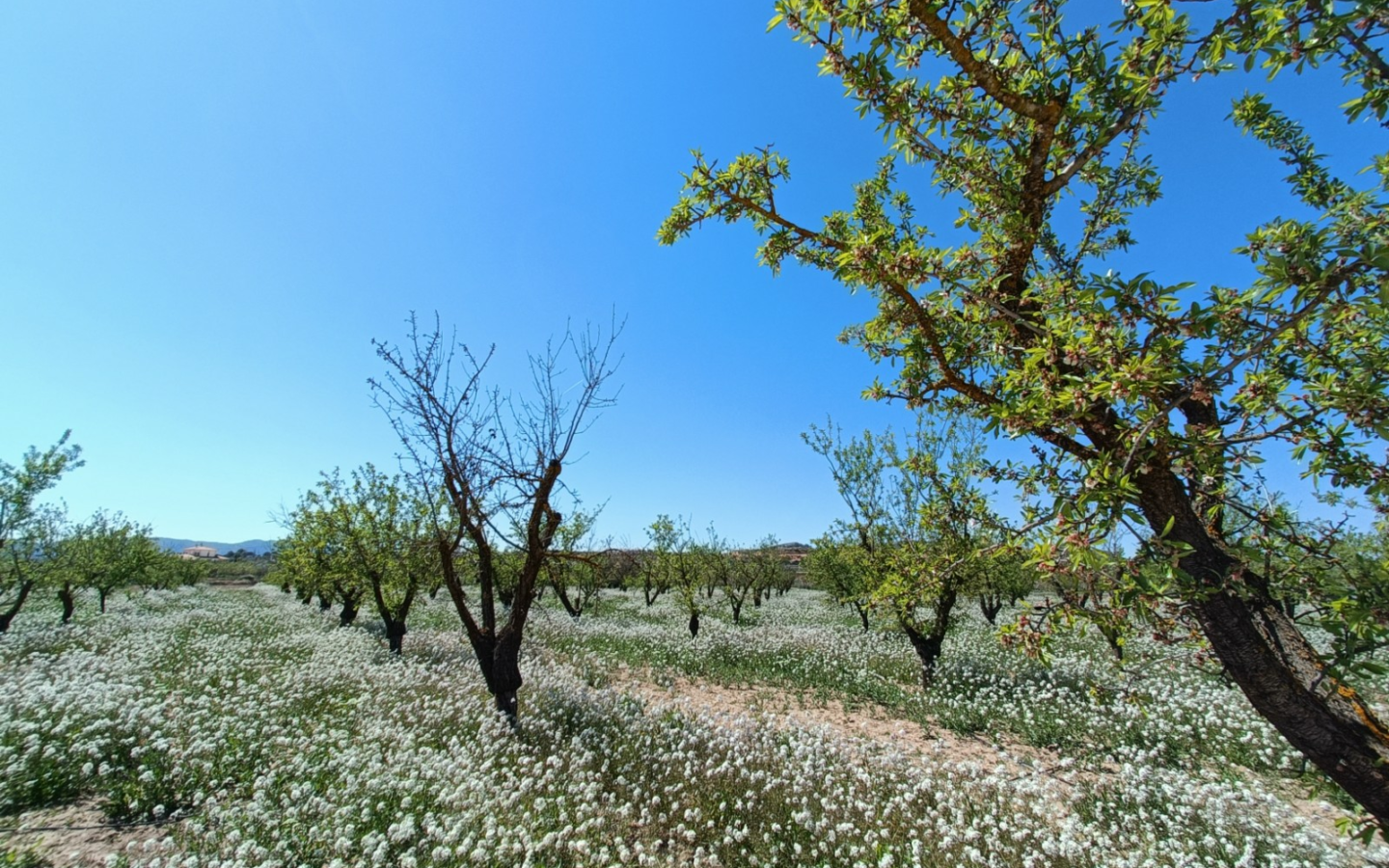 3-bedroom Detached Villa In Pinoso, Spain (150 M²)