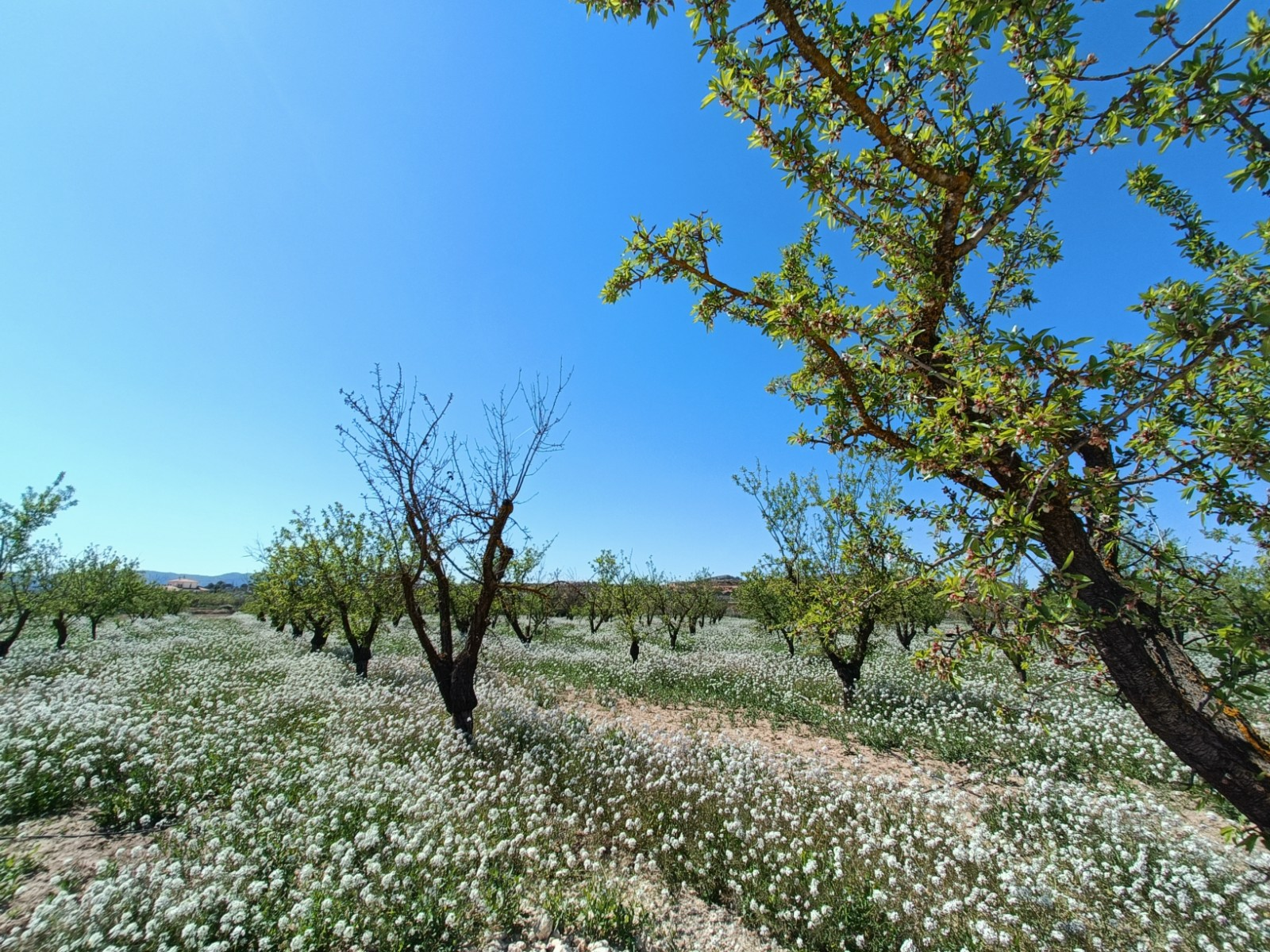 o_1jmb30qtgcad1e9r1cq3vgi1b3p1v-e7485d 3-bedroom Detached Villa In Pinoso, Spain (150 M²)