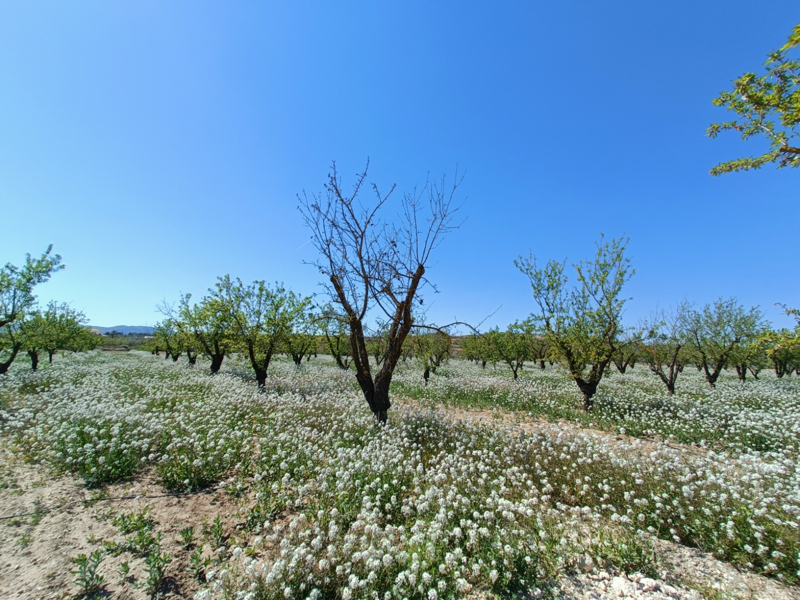o_1jmb30qtgo1a19fj3rt7opn8p20-590fc3 3-bedroom Detached Villa In Pinoso, Spain (150 M²)