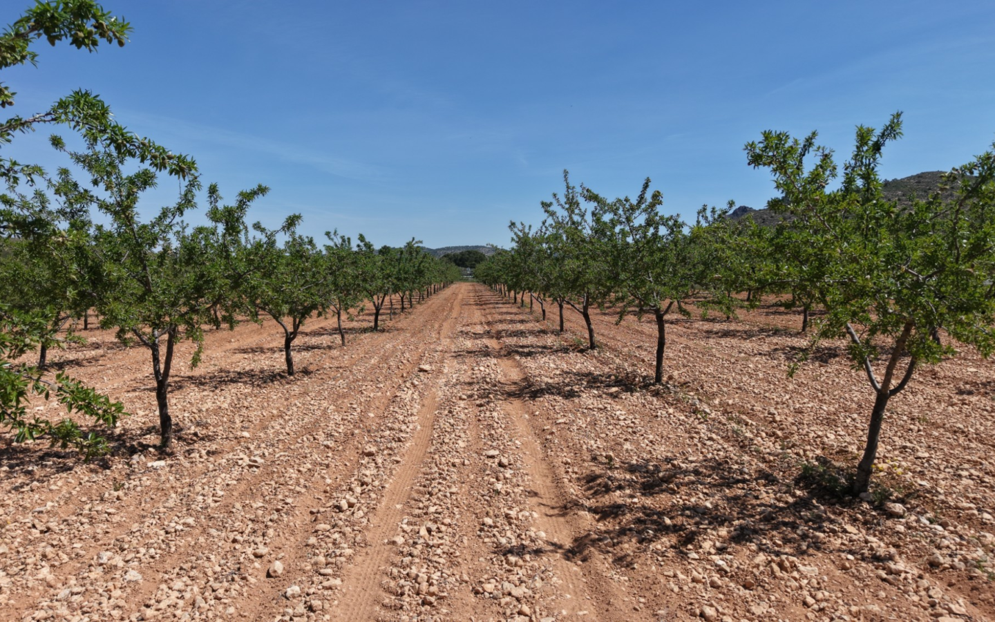 Land In Yecla, Spain (38.802 M² Plot)