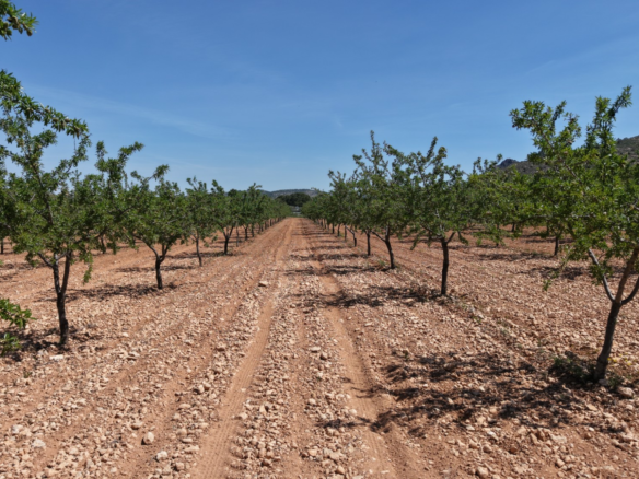 Land In Yecla, Spain (38.802 M² Plot)