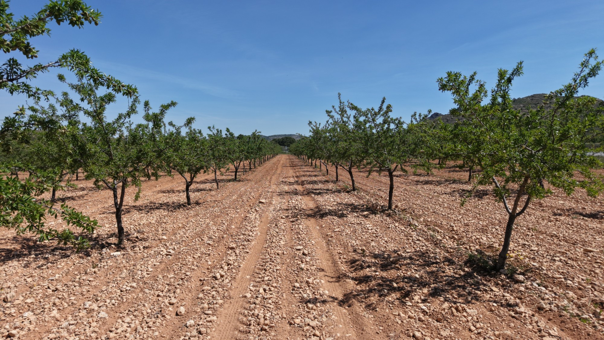 Land In Yecla, Spain (38.802 M² Plot)