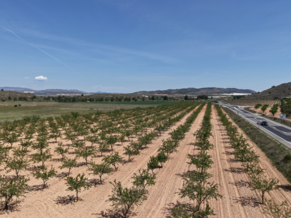 Land In Yecla, Spain (38.802 M² Plot)