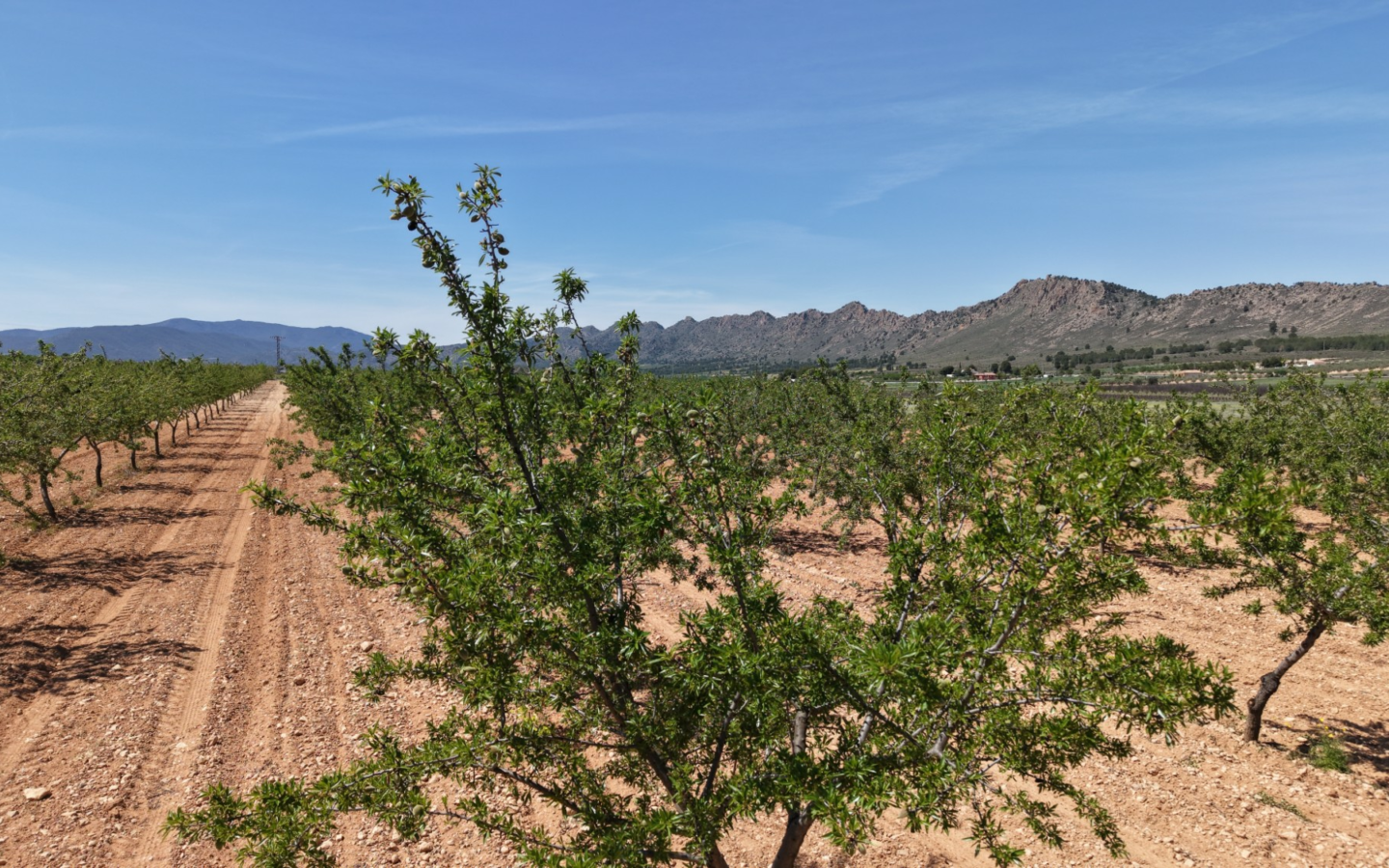 Land In Yecla, Spain (38.802 M² Plot)