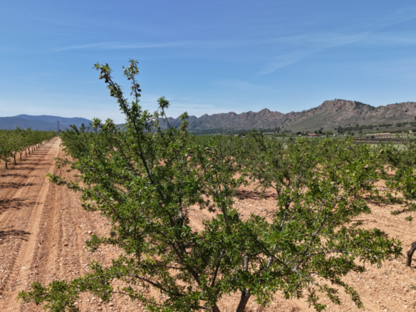 Land In Yecla, Spain (38.802 M² Plot)